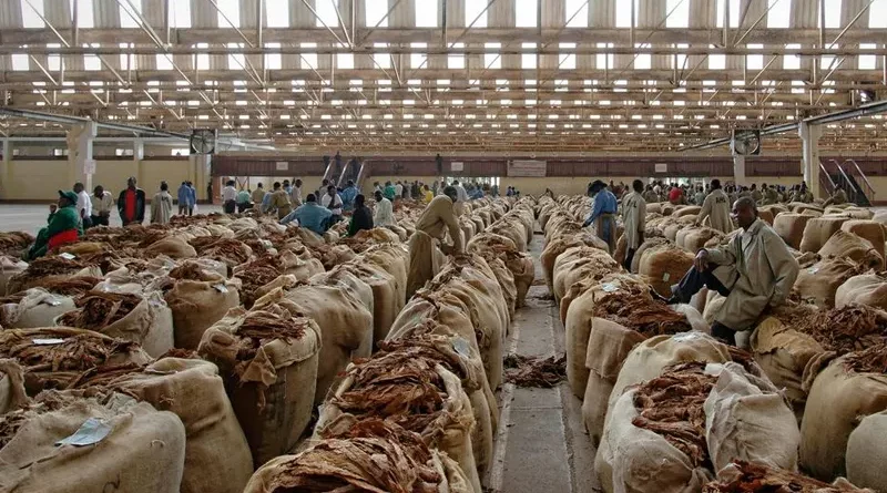 tobacco farming