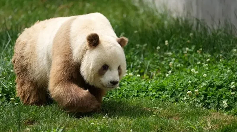 brown-and-white Panda