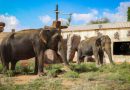 The era of modern zoo: transforming lives through rescue and rehabilitation at Emirates Park Zoo and Resort