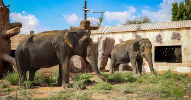 The era of modern zoo: transforming lives through rescue and rehabilitation at Emirates Park Zoo and Resort