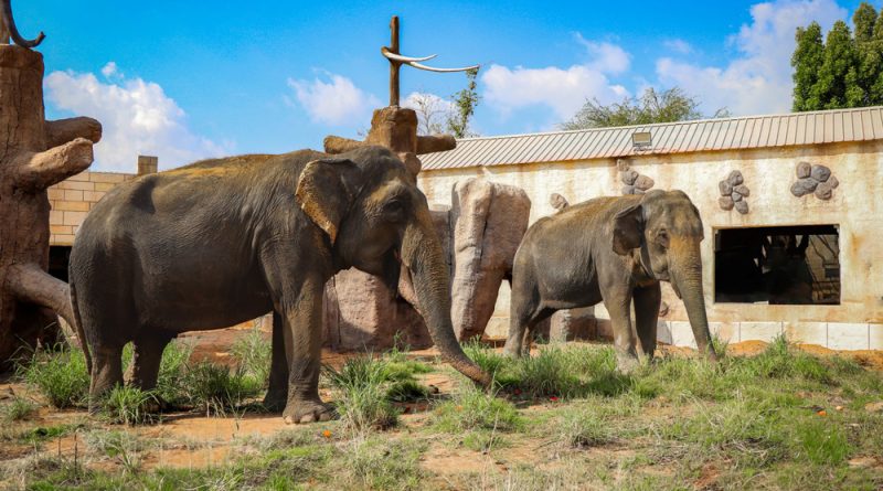 The era of modern zoo: transforming lives through rescue and rehabilitation at Emirates Park Zoo and Resort